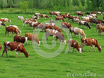 Cows grazing Stock Photo