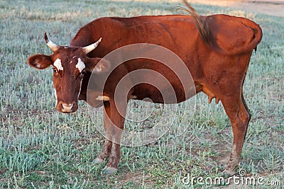 Cows grazing on a lovely green pasture Stock Photo