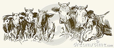 Cows grazing on meadow. Vector Illustration