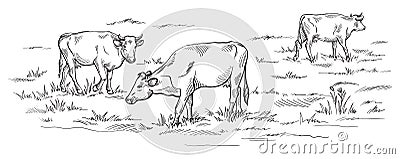 Cows grazing on meadow. Hand drawn illustration. Vector Illustration