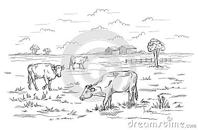 Cows grazing on meadow. Hand drawn illustration. Vector Illustration