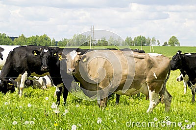 Cows grazing in the meadow Stock Photo