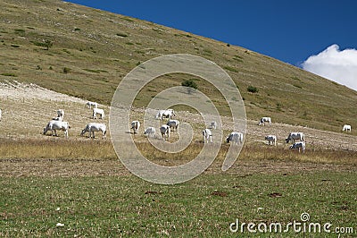 Cows grazing on mountain pastures Italy Stock Photo