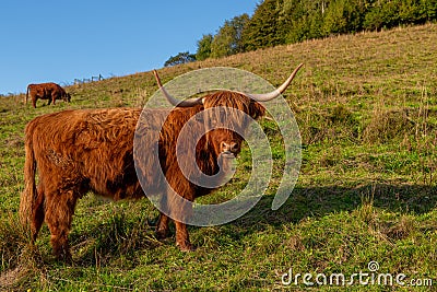 Cows grazing in the mountains Stock Photo