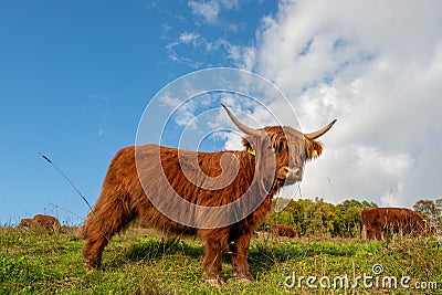 Cows grazing in the mountains Stock Photo