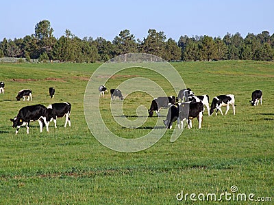 Cows grazing in pasture Stock Photo