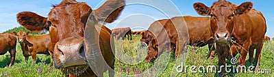 Cows grazing Stock Photo