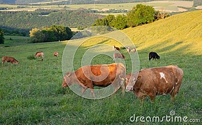 Cows grazing on pasture in Germany, species appropriate animal husbandry, farmland meadow Stock Photo