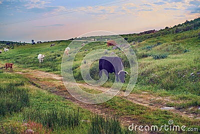 Cows grazing in a pasture meadow in Extremadura in spring Stock Photo