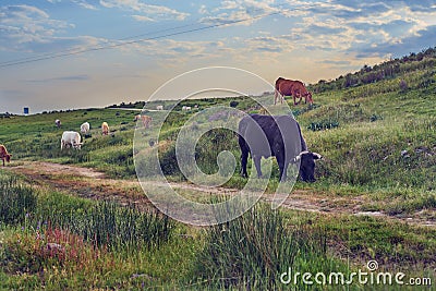 Cows grazing in a pasture meadow in Extremadura in spring Stock Photo