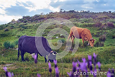 Cows grazing in a pasture meadow in Extremadura in spring Stock Photo