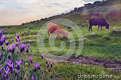 Cows grazing in a pasture meadow in Extremadura in spring Stock Photo