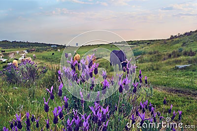 Cows grazing in a pasture meadow in Extremadura in spring Stock Photo