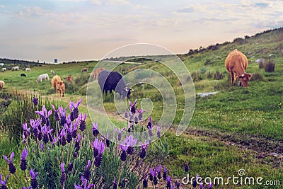 Cows grazing in a pasture meadow in Extremadura in spring Stock Photo