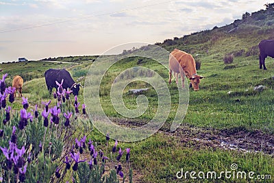 Cows grazing in a pasture meadow in Extremadura in spring Stock Photo