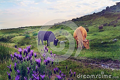 Cows grazing in a pasture meadow in Extremadura in spring Stock Photo