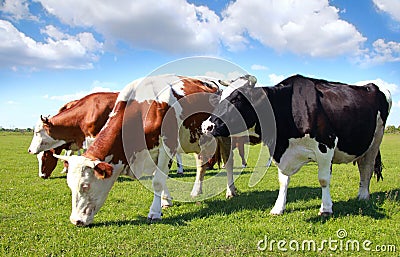 Cows grazing on pasture Stock Photo