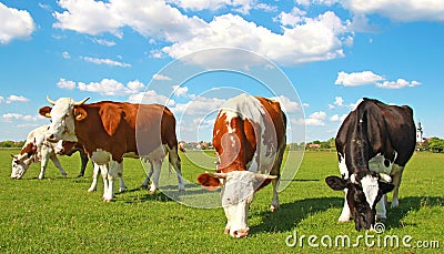 Cows grazing on pasture Stock Photo