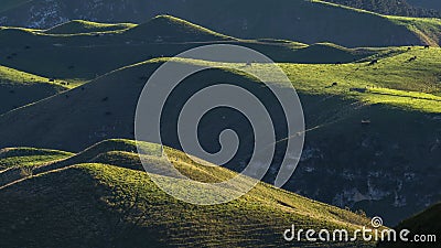 Cows grazing on the rolling hills of Te Mata Peak, Hawkeâ€™s Bay Stock Photo