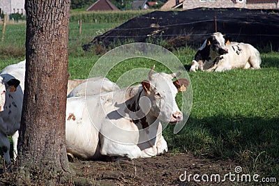 Cows grazing in scenic summer fields Editorial Stock Photo