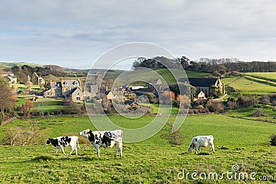 Cows grazing and Tithe Barn in Dorset village of Abbotsbury England UK Stock Photo