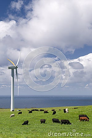 Cows grazing among wind turbines Stock Photo