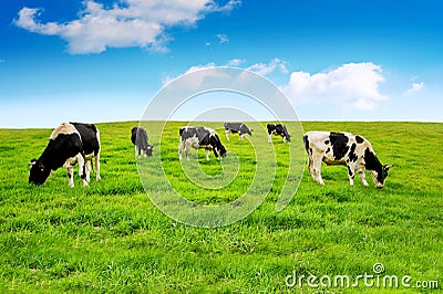 Cows on green field. Stock Photo