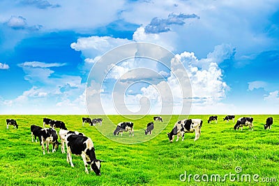 Cows on a green field and blue sky Stock Photo