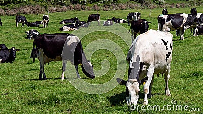 A cows on a green pasture on a sunny spring day. Grazing cows on a dairy farm. Cattle. Irish agriculture, agricultural landscape. Stock Photo