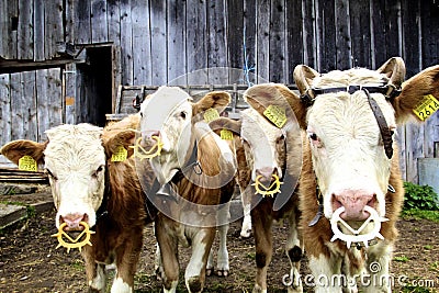 Cows in Gridewald, Switzerland Editorial Stock Photo