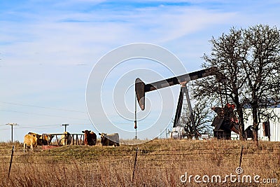 Cows grouped around feeder for big round bales of hay while black pump jack works beside them Stock Photo