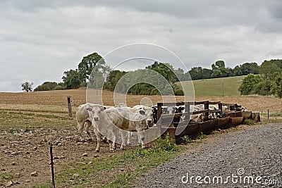 Herd of cows along a feeder in the Wallonian countryside Stock Photo