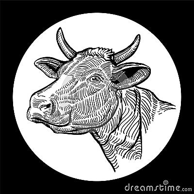 Cows head. Hand drawn in a graphic style. Isolated on white background Vector Illustration