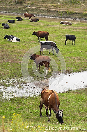 Cows herd Stock Photo