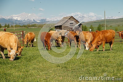 Cows herd in happy summer time in south Alberta, Canada Stock Photo