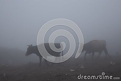 Cows herd in thick fog walking in gloomy sinister overcast on mountain slope. Highlands cattle breeding. Grey haze landscape. Stock Photo