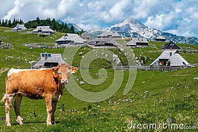 The cows and herdsmen's huts on the Big Pasture Plateau in Slovenia in the Kamnik Savinja Alps. Stock Photo