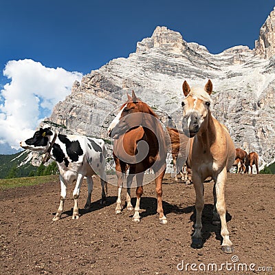 Cows and horses under Monte Pelmo in Italian Dolomities Stock Photo