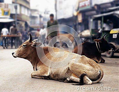 Cows in India Stock Photo