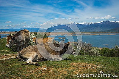 Cows on island of St. Ahileos at Lake Prespa, Greece Stock Photo