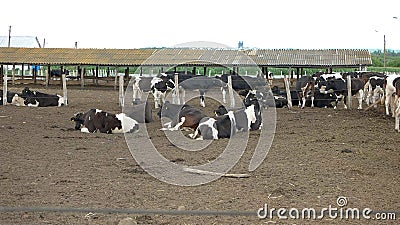 Cows lie on the ground. Stock Photo