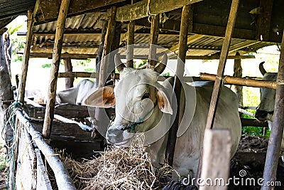 Cows in the local farm Stock Photo