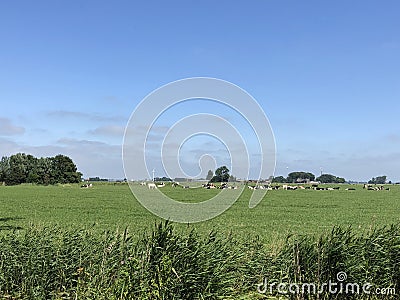 Cows in the meadow around Tzum Stock Photo