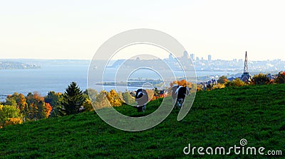 Cows in a meadow with in the background, QuÃ©bec City Stock Photo