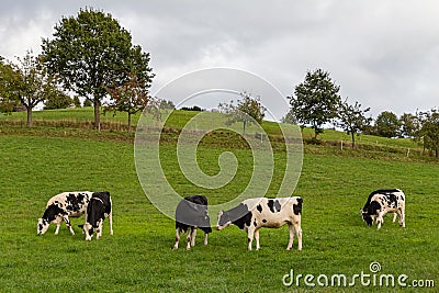 Cows on a meadow in rural german landscape Stock Photo