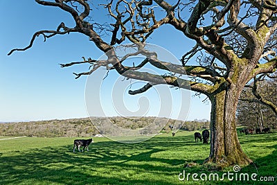 The Cows In The Meadow, In The Shade Of The Oak Tree Stock Photo