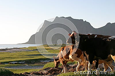 Cows in the midsummer sun Stock Photo