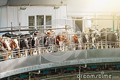 Cows on milking machine in dairy farm. Industrial milk and cattle production manufacturing Stock Photo