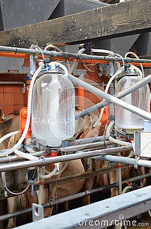 Cows - milking parlour Stock Photo