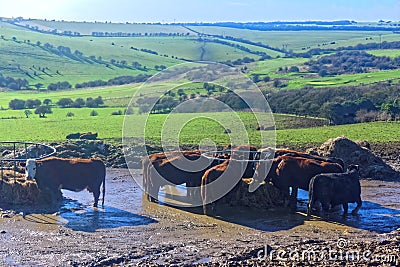 Cows in the Mire Stock Photo